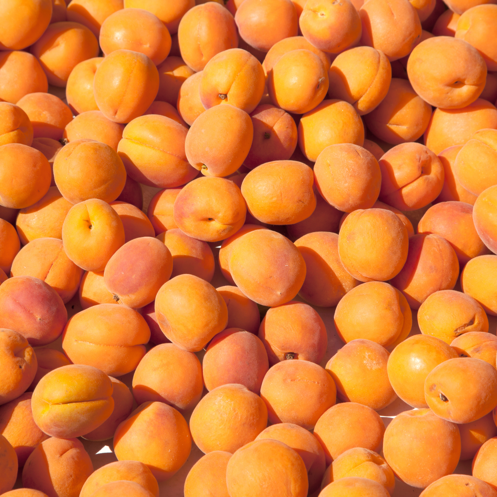 Hansrawati Premium Apricot (खुबानी)