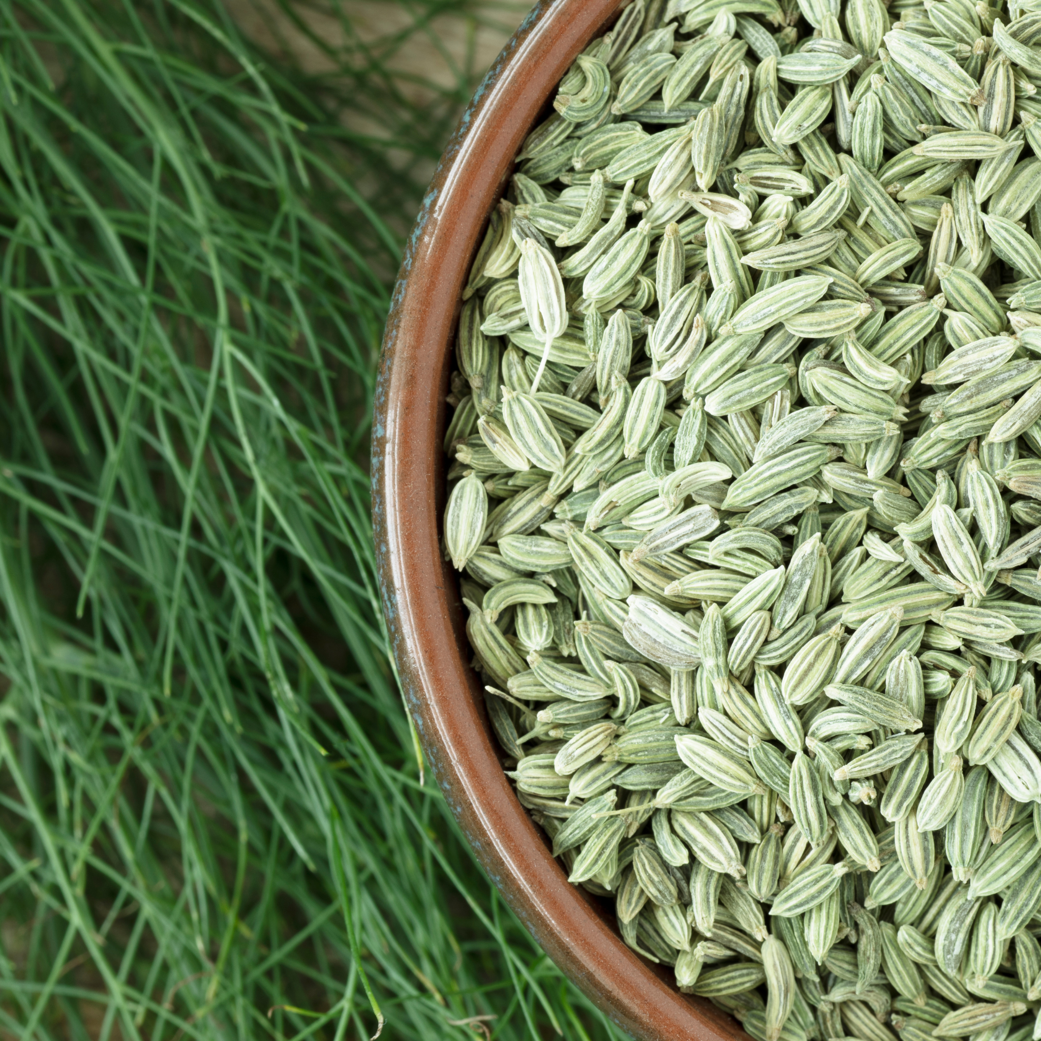 Hansrawati Premium Fennel Seed (सौंफ)