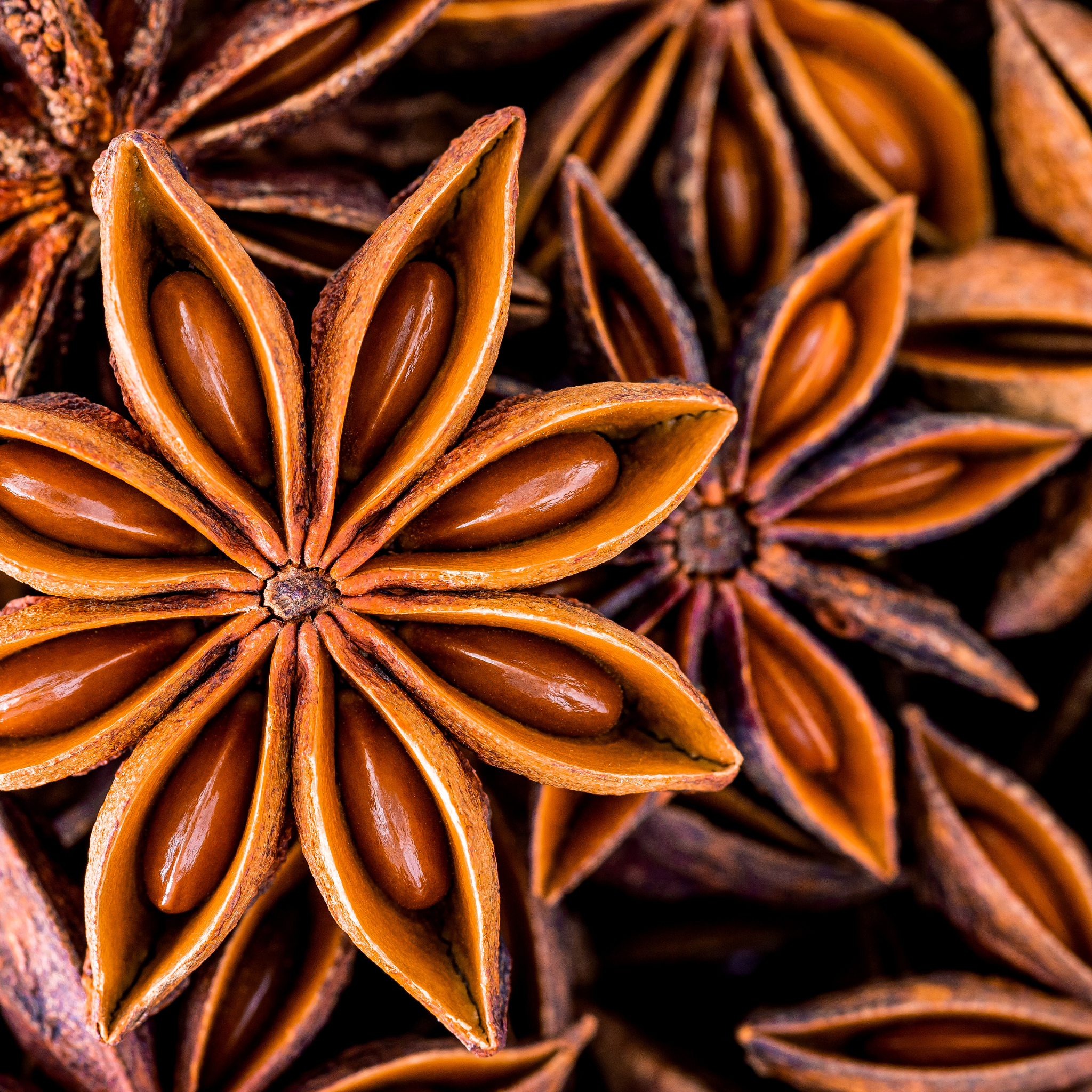 Hansrawati Premium Star Anise (बदयान फूल)